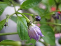 Sivuprofiilikuva c.cardenasiin kaltaisesta Ulupica Largen kellomaisesta kukasta.jpg