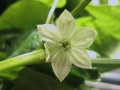 Chiluacle Negro kukka.JPG