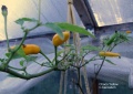 Chaco Yellown hedelmiä.jpg